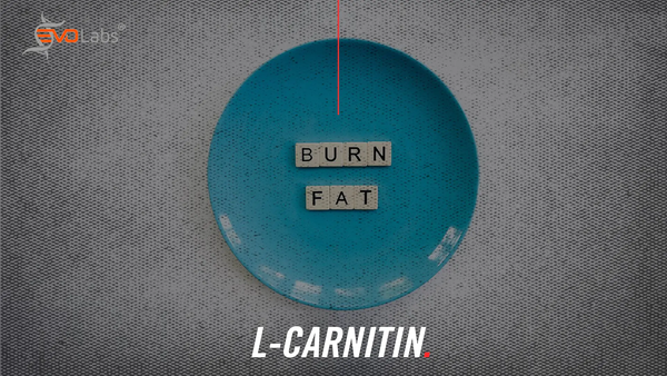 L-Carnitin – und dem Fett geht’s an den Kragen